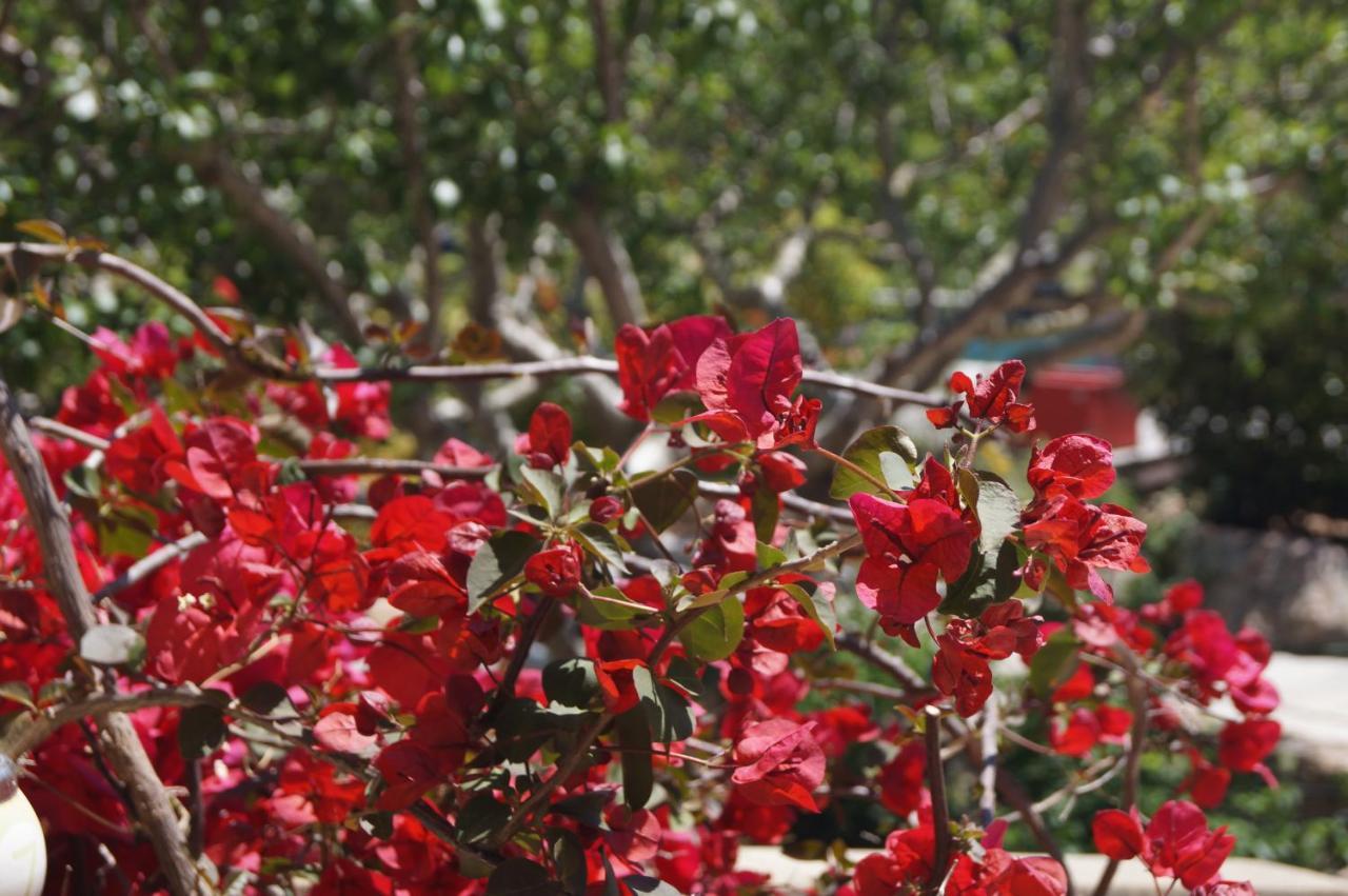 Les Jardins De Santa Giulia - Charmante Chambre D'Hote Porto-Vecchio  Zewnętrze zdjęcie